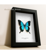 Sea Green Papilio Lorquinianus Swallowtail Butterfly Framed Entomology S... - €63,19 EUR Sea Green Papilio Lorquinianus Swallowtail Butterfly Framed Entomology S... - €63,19 EUR