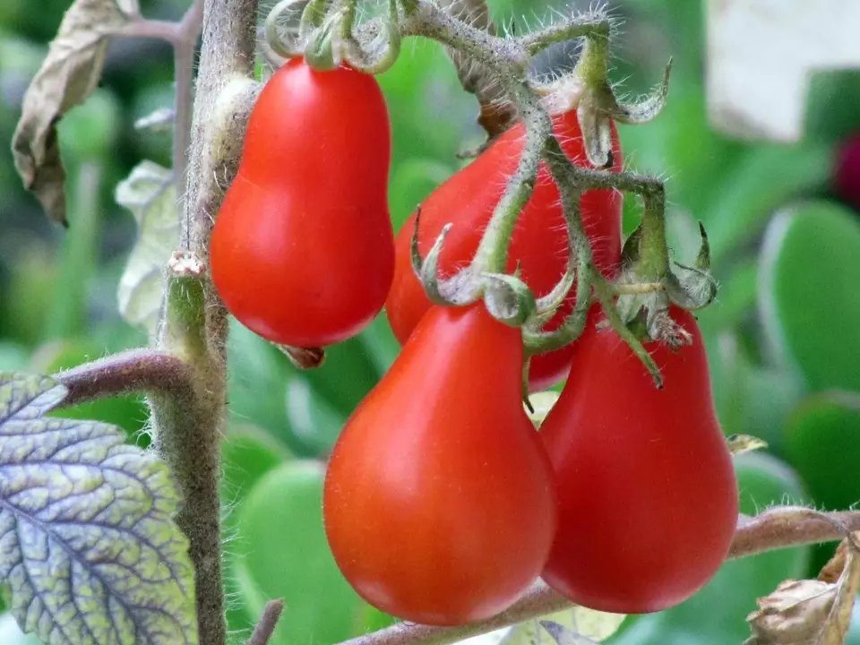 TKBONStore Red Pear Tomato Heirloom Non Gmo Fresh 120 Seeds - £7.08 GBP