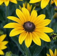 US Seller Black Eyed Susan Flower Seeds 2000+ Perennial Bee Butterfly Garden - £6.58 GBP