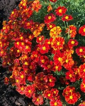 French Marigold DISCO RED Beneficial Flowers in Gardens USA Non-GMO 100 Seeds - £5.96 GBP