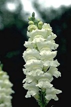 50 Seeds Snapdragon Rocket White Seed - £18.82 GBP