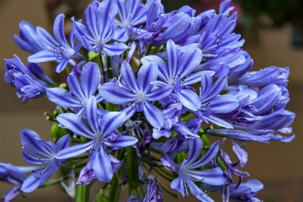 25 Blue Lily Of The Nile Agapanthus Orientalis African Lily Flower Fresh Seeds - £15.67 GBP