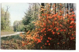 Vintage Postcard Of Flame Azaleas Shenandoah National Park Virginia - £8.52 GBP