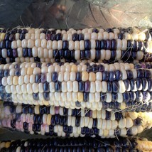 US Seller Blue &amp; White Aztec Corn Seeds 1-2 Ounce - $16.85