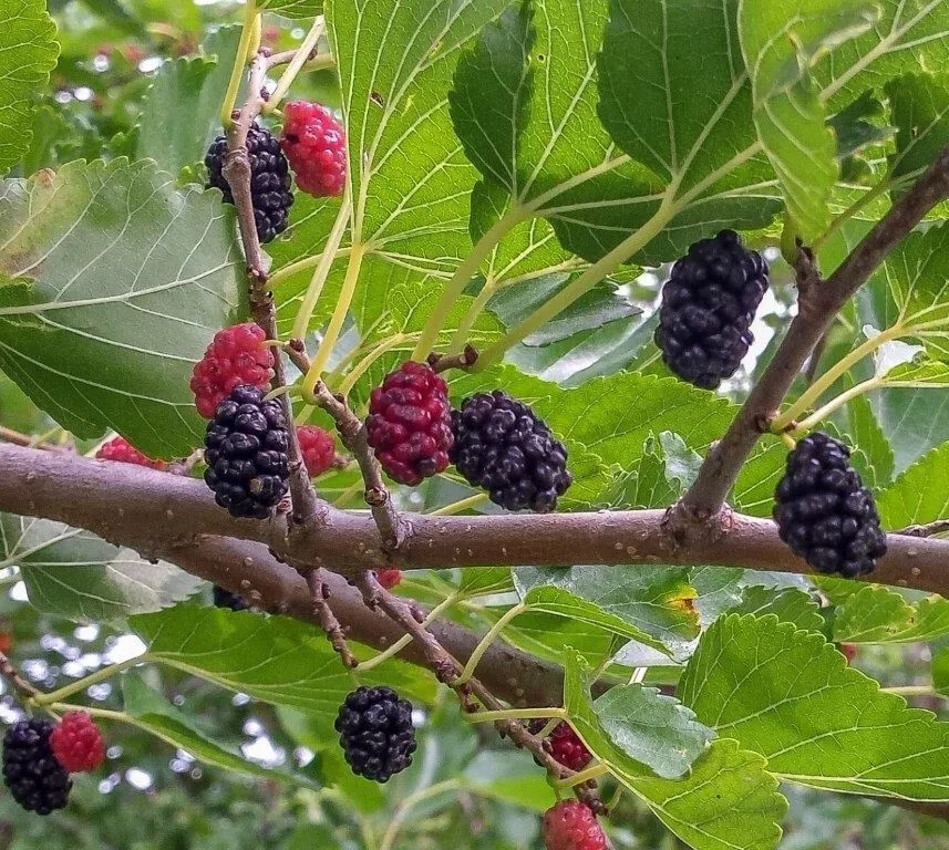 RAFH 15 Seeds Mulberry Bush House Plant Garden Flowers Fruit Heirloom Seeds - $10.52