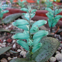 Only 1 Piece Lachenalia Virdiflora Seeds 100% Real Green Cape Cowslip Seed Bd017 - £5.49 GBP