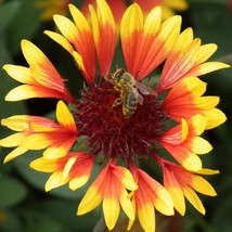 Blanket Flower Seeds Fresh Organic Gaillardia Aristata Seeds Yellow Outdoor Flow - £6.47 GBP