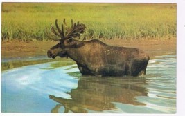 Animal Postcard Canada Big Bull Moose - $2.96