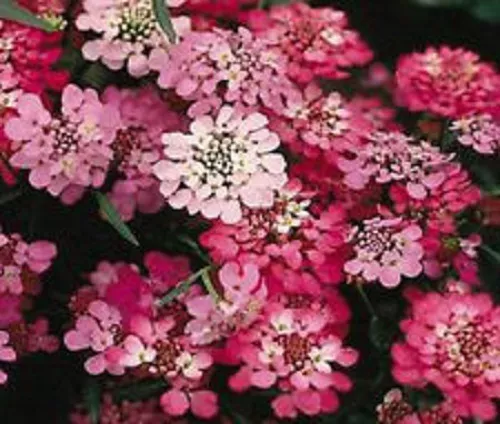 50 Candytuft Red Candy Cane Flower Seeds Iberis Umbellata Fresh Seeds - £14.91 GBP