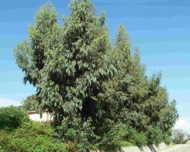 Eucalyptus Globulus (Tasmanian Blue Gum) 30 seeds - £1.04 GBP