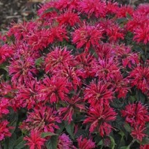 HGBO 100 Seeds Cherry Pops Bee Balm Seeds Flowers Seed Bloom Hummingbird Flower  - £6.90 GBP