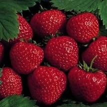 25 Earliglow Strawberry Plants - Bareroot - The Earliest Berry! - $31.95