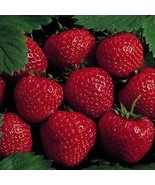25 Earliglow Strawberry Plants - Bareroot - The Earliest Berry! - $31.95