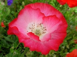 30,000 Shirley Single Petal Poppy Seeds Flower Seeds Outdoor Living Freeship - £39.32 GBP