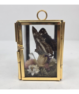 Glass Brass Hinged Curio Box Dried Flowers &amp; Butterfly Taxidermy Small 2.5&quot; - £18.13 GBP