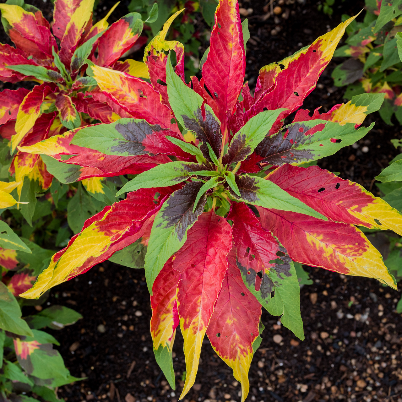 50 Amaranthus Tri-Color Flaming Fountain Seeds Annual Most Colorful Flower - £14.44 GBP