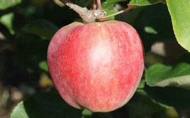 25 Yarlington Mill Apple Seeds For Garden Planting    From US - $10.48