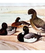 Ring Necked And Scaup Ducks 1936 Bird Art Lithograph Color Plate Print D... - $24.99