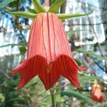 USA SELLER Canarina Canariensis Canary Island Bellflower Bicácaro 5 Seeds Free S - £15.44 GBP