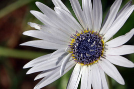 40+WHITE African Daisy Flower Seeds Annual - £7.75 GBP