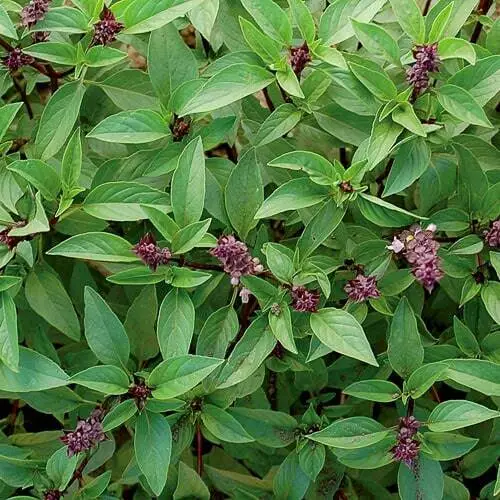Thai Basil Asian Herb Ocimum 250 Seeds - £7.65 GBP