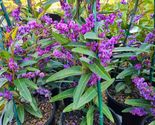 Happy Wanderer Hardenbergia Rooted STARTER Plant - £25.67 GBP