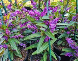 Happy wanderer hardenbergia rooted starter plant thumb200