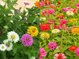 Variety Size California Giants Zinnia Mix Bright Cut Flowers Stunning Seeds - £9.89 GBP+