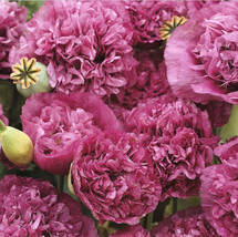 New Violet Blush Double Peony Poppy Flower 50 Seeds Fall Blooms 6 - £5.98 GBP