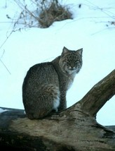 Bobcat In Snow 8x10 Photo, Unframed, By Chris Mathein  8840 - $26.75