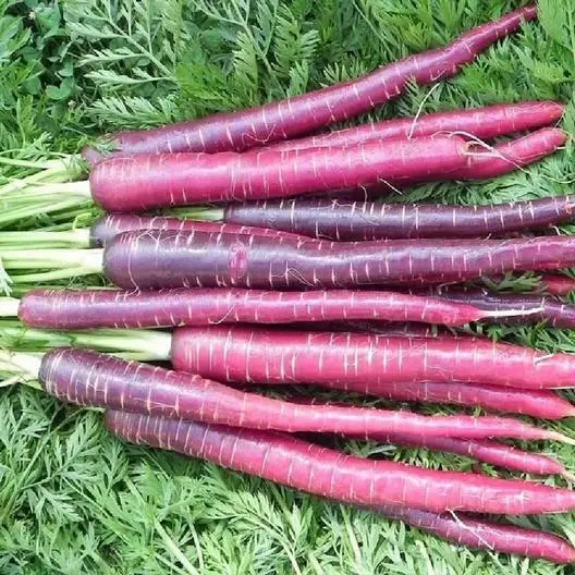 1000 Cosmic Purple Carrot Seeds Non Gmo Fresh Garden - $8.98