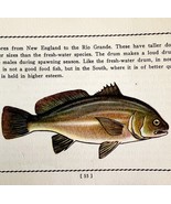 Freshwater Drum 1939 Fresh Water Fish Art Gordon Ertz Color Plate Print ... - $29.99