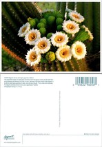 Saguaro Cactus Blooming White Yellow Paddle State Flower of Arizona VTG Postcard - £7.57 GBP