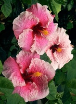 Live Starter Plant Pink Exotic Hawaiian Hibiscus Big Flower - £11.58 GBP
