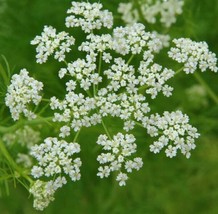 Fresh Caraway Seeds 300+ Herb For Growing European Culinary Spice - £5.56 GBP