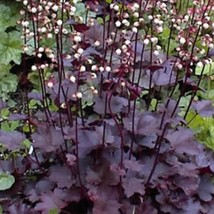 New Fresh Seeds 50 Palace Purple Heuchera Coral Bells Micrantha Flower Seeds Fas - £12.22 GBP