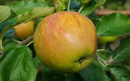 25 Sir Isaac Newton&#39;S Tree Apple Seeds - Planting Gardening USA SELLER - $12.96