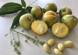 Casimiroa edulis 3 seeds White sapote casimiroa  Mexican apple - $393.09 MXN