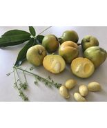 Casimiroa edulis 3 seeds White sapote casimiroa  Mexican apple - $21.11