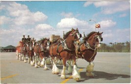 Florida Postcard Tampa Clydesdale 8 Horse Team Anheuser Busch Budweiser - £2.32 GBP