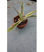 AGAVE AMERICANA, succulent century plant exotic maguey aloe - €20,09 EUR