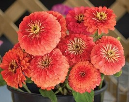 40 Zinnia Giant Coral Seeds Fresh Seeds USA - $8.88