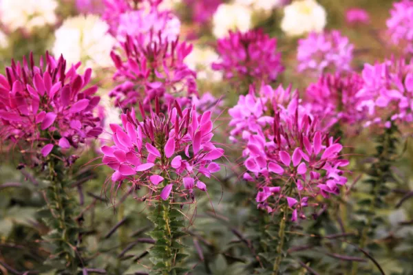 200 Mauve Queen Cleome Spinosa Hassleriana Purple Pink Spider Flower Seeds Fresh - £7.99 GBP
