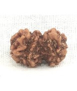 Rare Trijuti Rudraksha / Tribhagi Rudraksh / GauriPath Rudraksha - IGLCe... - €386,98 EUR