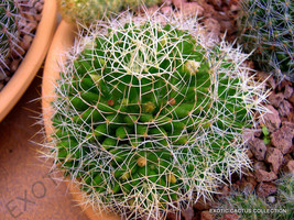 Rare Mammillaria Camptotricha Decipiens Exotic Cacti Cactus Seed Plant -20 Seeds - £7.07 GBP