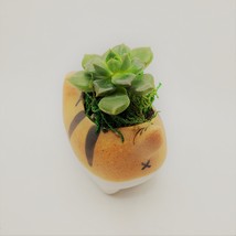 Echeveria Succulents in Laughing Cat Planters, Live Plants in 2.5" Kitten Pots image 6