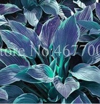 Hosta Grayish White Blue Green With Purple - $4.36