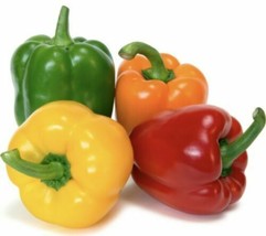 Rainbow Bell Pepper Mix Heirloom Seeds | NON-GMO | Fresh Garden Seed - £1.48 GBP+