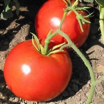 Boxcar Willie Tomato Seeds 10 Seeds Gardening USA SELLER - £22.62 GBP