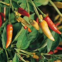 Fresh Tabasco Pepper Seeds 30+ Hot Chile Pepper Sauce Spicy  - $4.00